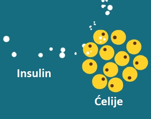 Insulin se odbija od celija